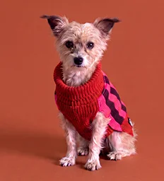 Perrito con el nuevo suéter Modelo Misha